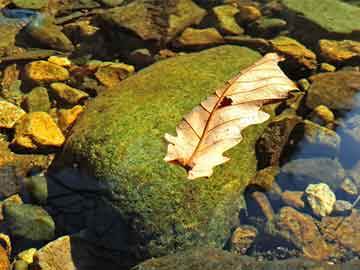 劉伯溫白小姐期期準(zhǔn)準(zhǔn),劉伯溫白小姐期期準(zhǔn)準(zhǔn)，神秘預(yù)言與傳奇故事