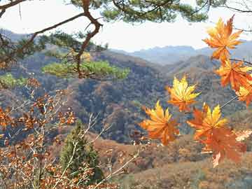 馬會(huì)傳真,澳門免費(fèi)資料,關(guān)于馬會(huì)傳真與澳門免費(fèi)資料的違法犯罪問題探討