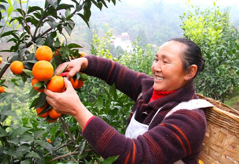 宜威高速2017最新動態(tài),宜威高速2017最新動態(tài)，進(jìn)展順利，展望美好未來