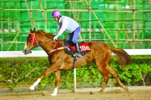 澳門今晚開特馬四不像圖,澳門今晚開特馬四不像圖，揭示違法犯罪的危害與應(yīng)對之策