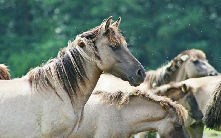 香港馬資料更新最快的,香港馬資料更新最快的來源與解析