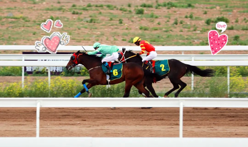 今晚澳門特馬開什么今晚四不像,今晚澳門特馬揭曉，四不像的奇幻之旅