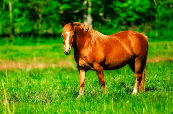 2024今晚澳門開特馬四不像,探索澳門特馬，四不像的魅力與期待