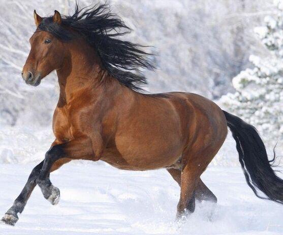 今晚澳門馬出什么特馬,今晚澳門馬會(huì)出哪些特馬？探索馬會(huì)文化的魅力與神秘預(yù)測(cè)