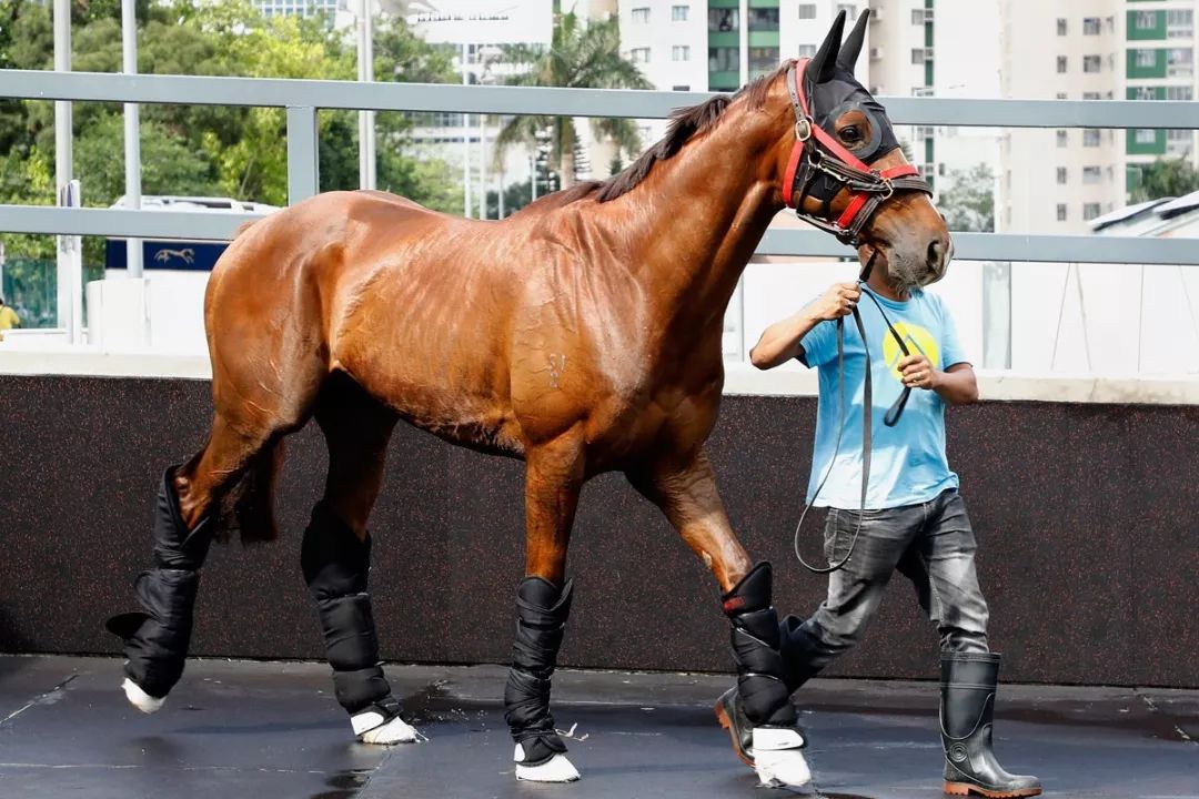 今晚澳門特馬開什么今晚四不像,今晚澳門特馬開什么，探索未知的神秘之旅