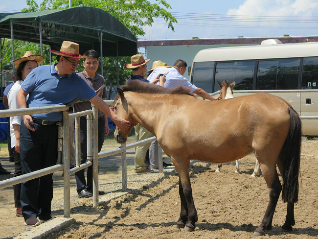 澳門今晚開特馬四不像圖,澳門今晚開特馬四不像圖——探索澳門賽馬文化的獨(dú)特魅力