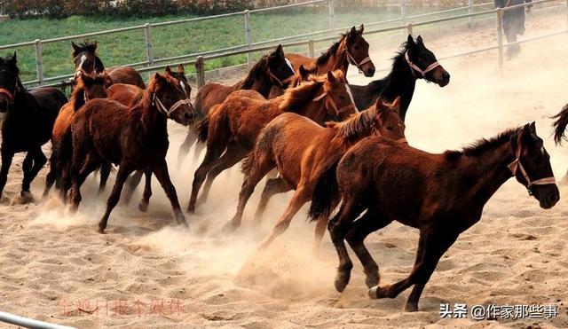 今晚澳門特馬開(kāi)什么今晚四不像,今晚澳門特馬開(kāi)什么，探索未知與理性看待四不像